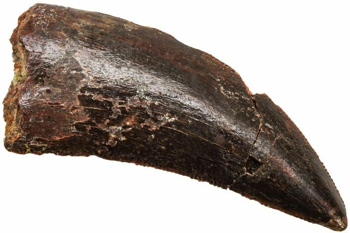 Serrated, Juvenile Carcharodontosaurus Tooth #214456
